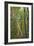 Leaning Birch Vertical-Robert Goldwitz-Framed Photographic Print