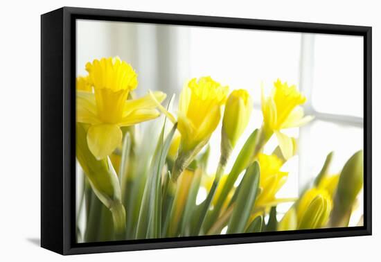 Leaning Daffodils-Karyn Millet-Framed Premier Image Canvas