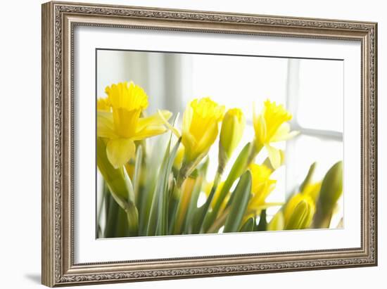 Leaning Daffodils-Karyn Millet-Framed Photographic Print