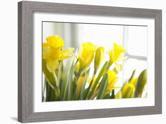 Leaning Daffodils-Karyn Millet-Framed Photographic Print