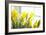 Leaning Daffodils-Karyn Millet-Framed Photographic Print