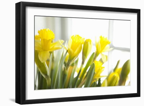 Leaning Daffodils-Karyn Millet-Framed Photographic Print
