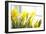 Leaning Daffodils-Karyn Millet-Framed Photographic Print