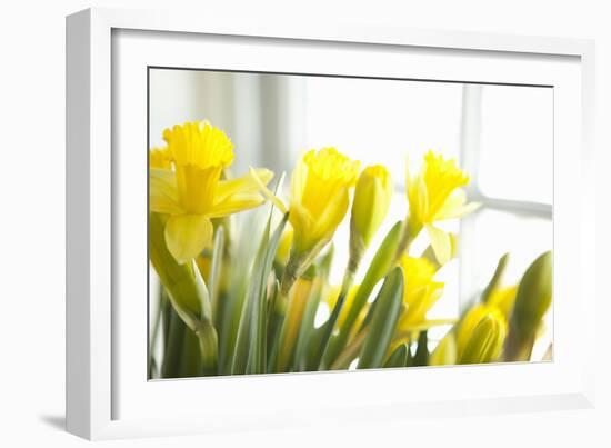 Leaning Daffodils-Karyn Millet-Framed Photographic Print