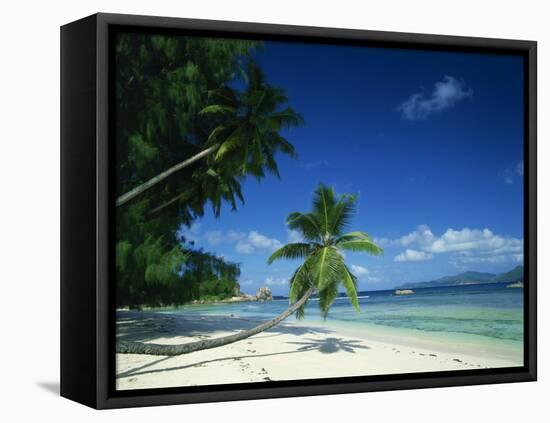 Leaning Palm Tree and Beach, Anse Severe, La Digue, Seychelles, Indian Ocean, Africa-Lee Frost-Framed Premier Image Canvas