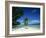 Leaning Palm Tree and Beach, Anse Severe, La Digue, Seychelles, Indian Ocean, Africa-Lee Frost-Framed Photographic Print