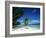 Leaning Palm Tree and Beach, Anse Severe, La Digue, Seychelles, Indian Ocean, Africa-Lee Frost-Framed Photographic Print