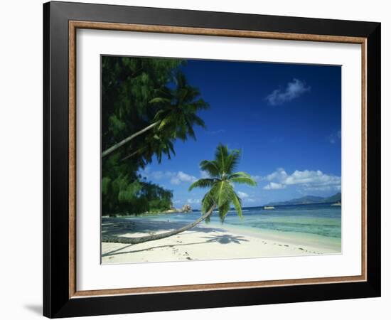 Leaning Palm Tree and Beach, Anse Severe, La Digue, Seychelles, Indian Ocean, Africa-Lee Frost-Framed Photographic Print