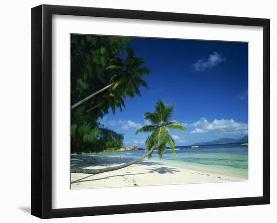 Leaning Palm Tree and Beach, Anse Severe, La Digue, Seychelles, Indian Ocean, Africa-Lee Frost-Framed Photographic Print