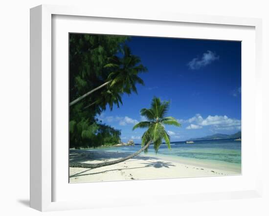 Leaning Palm Tree and Beach, Anse Severe, La Digue, Seychelles, Indian Ocean, Africa-Lee Frost-Framed Photographic Print