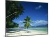 Leaning Palm Tree and Beach, Anse Severe, La Digue, Seychelles, Indian Ocean, Africa-Lee Frost-Mounted Photographic Print