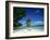 Leaning Palm Tree and Beach, Anse Severe, La Digue, Seychelles, Indian Ocean, Africa-Lee Frost-Framed Photographic Print