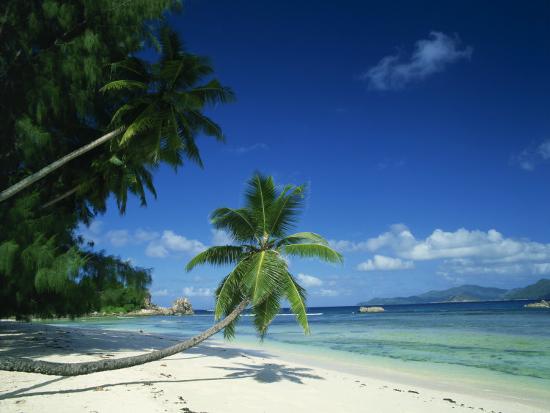 leaning palm tree and beach anse severe la digue seychelles
