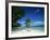 Leaning Palm Tree and Beach, Anse Severe, La Digue, Seychelles, Indian Ocean, Africa-Lee Frost-Framed Photographic Print