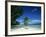 Leaning Palm Tree and Beach, Anse Severe, La Digue, Seychelles, Indian Ocean, Africa-Lee Frost-Framed Photographic Print