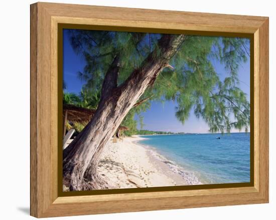 Leaning Tree Above Calm Turquoise Sea, Seven Mile Beach, Grand Cayman, Cayman Islands, West Indies-Ruth Tomlinson-Framed Premier Image Canvas