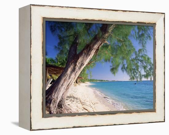 Leaning Tree Above Calm Turquoise Sea, Seven Mile Beach, Grand Cayman, Cayman Islands, West Indies-Ruth Tomlinson-Framed Premier Image Canvas