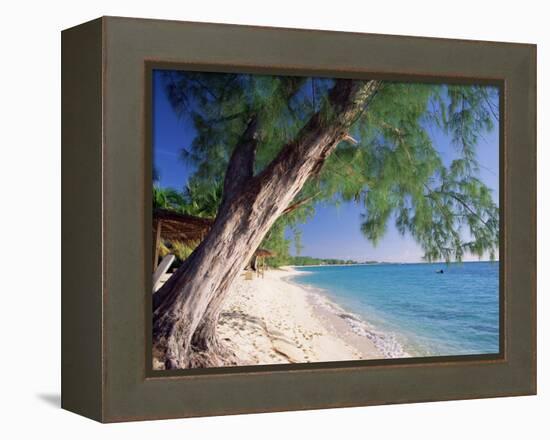 Leaning Tree Above Calm Turquoise Sea, Seven Mile Beach, Grand Cayman, Cayman Islands, West Indies-Ruth Tomlinson-Framed Premier Image Canvas