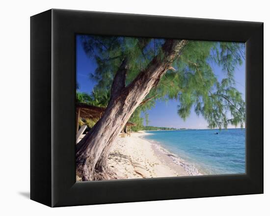 Leaning Tree Above Calm Turquoise Sea, Seven Mile Beach, Grand Cayman, Cayman Islands, West Indies-Ruth Tomlinson-Framed Premier Image Canvas