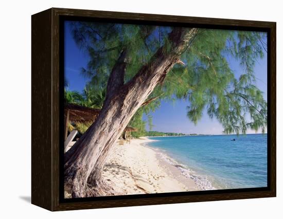 Leaning Tree Above Calm Turquoise Sea, Seven Mile Beach, Grand Cayman, Cayman Islands, West Indies-Ruth Tomlinson-Framed Premier Image Canvas