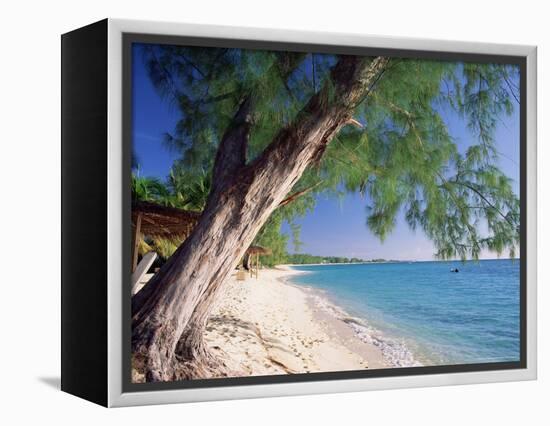 Leaning Tree Above Calm Turquoise Sea, Seven Mile Beach, Grand Cayman, Cayman Islands, West Indies-Ruth Tomlinson-Framed Premier Image Canvas