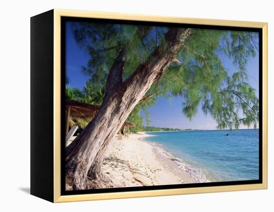 Leaning Tree Above Calm Turquoise Sea, Seven Mile Beach, Grand Cayman, Cayman Islands, West Indies-Ruth Tomlinson-Framed Premier Image Canvas