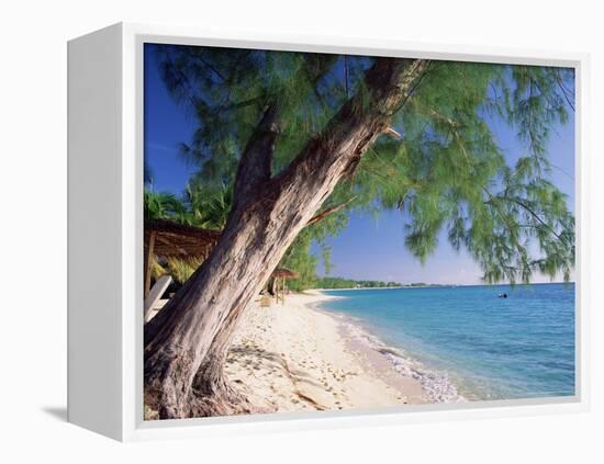 Leaning Tree Above Calm Turquoise Sea, Seven Mile Beach, Grand Cayman, Cayman Islands, West Indies-Ruth Tomlinson-Framed Premier Image Canvas