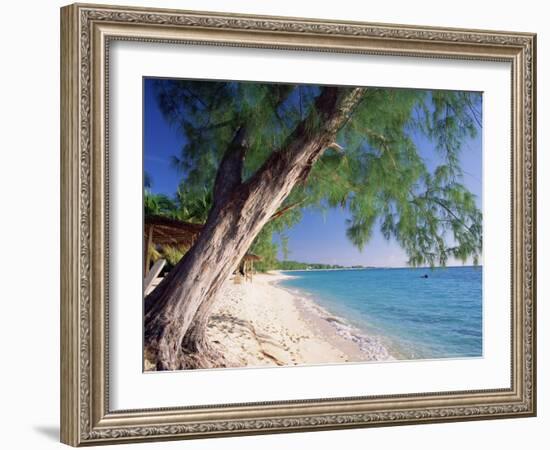 Leaning Tree Above Calm Turquoise Sea, Seven Mile Beach, Grand Cayman, Cayman Islands, West Indies-Ruth Tomlinson-Framed Photographic Print