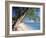 Leaning Tree Above Calm Turquoise Sea, Seven Mile Beach, Grand Cayman, Cayman Islands, West Indies-Ruth Tomlinson-Framed Photographic Print