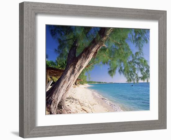 Leaning Tree Above Calm Turquoise Sea, Seven Mile Beach, Grand Cayman, Cayman Islands, West Indies-Ruth Tomlinson-Framed Photographic Print