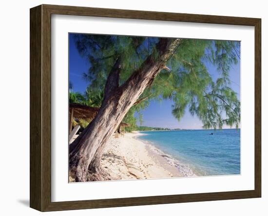 Leaning Tree Above Calm Turquoise Sea, Seven Mile Beach, Grand Cayman, Cayman Islands, West Indies-Ruth Tomlinson-Framed Photographic Print