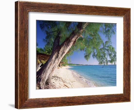 Leaning Tree Above Calm Turquoise Sea, Seven Mile Beach, Grand Cayman, Cayman Islands, West Indies-Ruth Tomlinson-Framed Photographic Print