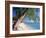 Leaning Tree Above Calm Turquoise Sea, Seven Mile Beach, Grand Cayman, Cayman Islands, West Indies-Ruth Tomlinson-Framed Photographic Print