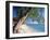 Leaning Tree Above Calm Turquoise Sea, Seven Mile Beach, Grand Cayman, Cayman Islands, West Indies-Ruth Tomlinson-Framed Photographic Print