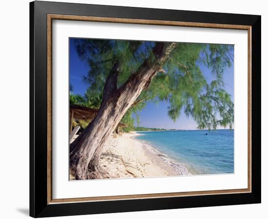 Leaning Tree Above Calm Turquoise Sea, Seven Mile Beach, Grand Cayman, Cayman Islands, West Indies-Ruth Tomlinson-Framed Photographic Print