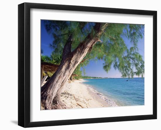 Leaning Tree Above Calm Turquoise Sea, Seven Mile Beach, Grand Cayman, Cayman Islands, West Indies-Ruth Tomlinson-Framed Photographic Print