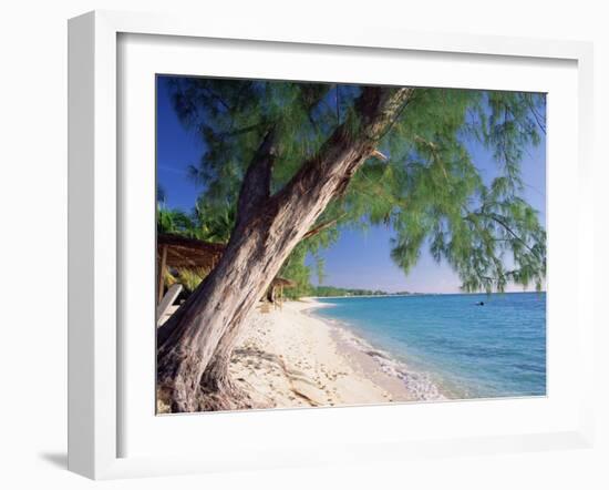 Leaning Tree Above Calm Turquoise Sea, Seven Mile Beach, Grand Cayman, Cayman Islands, West Indies-Ruth Tomlinson-Framed Photographic Print