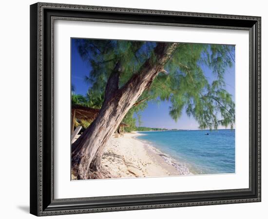 Leaning Tree Above Calm Turquoise Sea, Seven Mile Beach, Grand Cayman, Cayman Islands, West Indies-Ruth Tomlinson-Framed Photographic Print