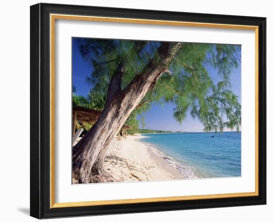 Leaning Tree Above Calm Turquoise Sea, Seven Mile Beach, Grand Cayman, Cayman Islands, West Indies-Ruth Tomlinson-Framed Photographic Print