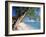 Leaning Tree Above Calm Turquoise Sea, Seven Mile Beach, Grand Cayman, Cayman Islands, West Indies-Ruth Tomlinson-Framed Photographic Print