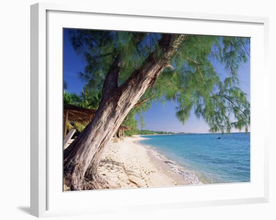 Leaning Tree Above Calm Turquoise Sea, Seven Mile Beach, Grand Cayman, Cayman Islands, West Indies-Ruth Tomlinson-Framed Photographic Print