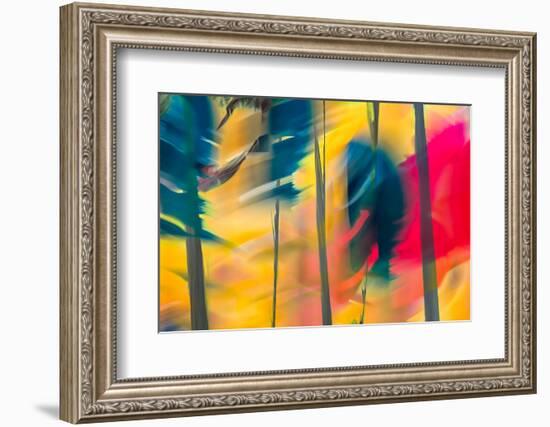 Leaning Trees-Ursula Abresch-Framed Photographic Print