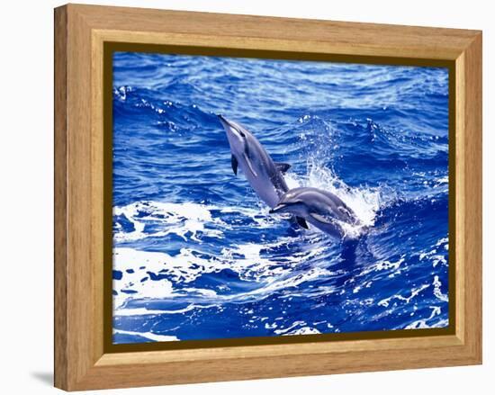 Leaping Clymene Dolphins, Gulf of Mexico, Atlantic Ocean-Todd Pusser-Framed Premier Image Canvas