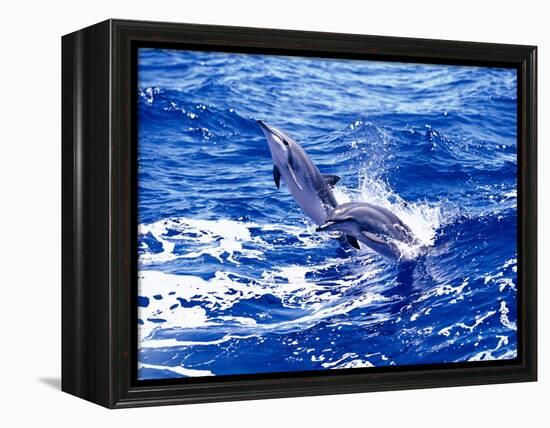 Leaping Clymene Dolphins, Gulf of Mexico, Atlantic Ocean-Todd Pusser-Framed Premier Image Canvas