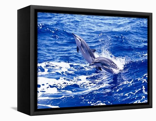 Leaping Clymene Dolphins, Gulf of Mexico, Atlantic Ocean-Todd Pusser-Framed Premier Image Canvas