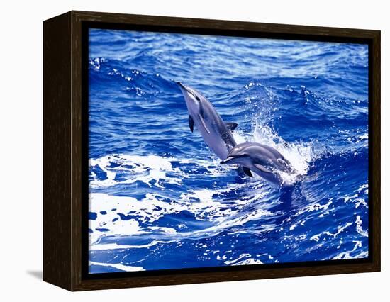 Leaping Clymene Dolphins, Gulf of Mexico, Atlantic Ocean-Todd Pusser-Framed Premier Image Canvas