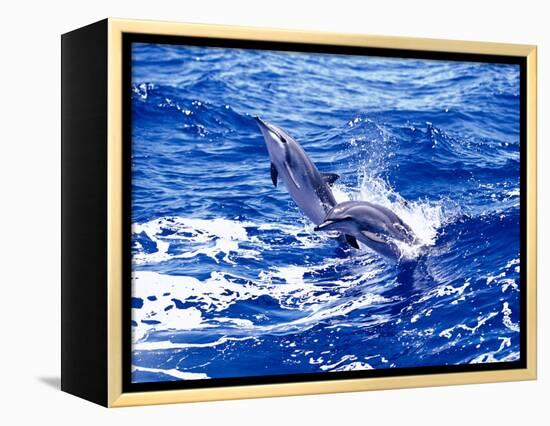 Leaping Clymene Dolphins, Gulf of Mexico, Atlantic Ocean-Todd Pusser-Framed Premier Image Canvas