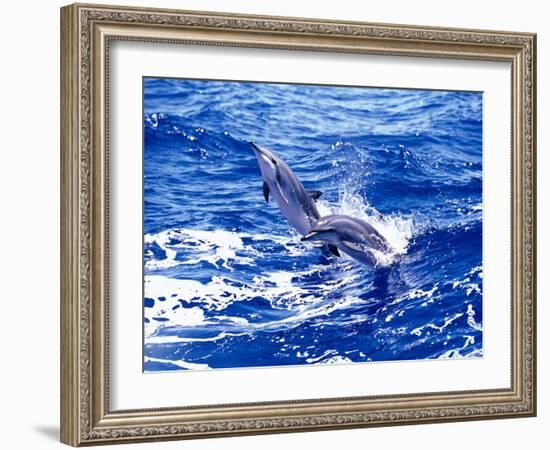 Leaping Clymene Dolphins, Gulf of Mexico, Atlantic Ocean-Todd Pusser-Framed Photographic Print