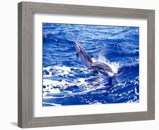 Leaping Clymene Dolphins, Gulf of Mexico, Atlantic Ocean-Todd Pusser-Framed Photographic Print