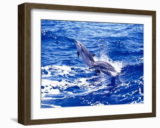 Leaping Clymene Dolphins, Gulf of Mexico, Atlantic Ocean-Todd Pusser-Framed Photographic Print